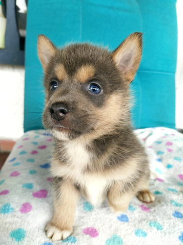 Cachorros Pomsky Poskie Ponskie Exotic Perros Mascotas