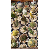 Cajón 10 Cactus Especiales Surtidos. De Colección.  Mac. N°9