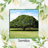 13 Semillas De Árbol Samán