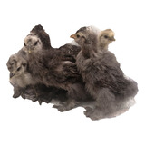 Pollitos Silkie Americano