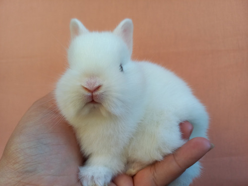 Coelho Anao/ Mini Coelho / Menor Do Mundo/ Netherland Dwarf