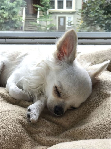 Cachorro Chihuahua Blanco Cabeza De Manzana 029