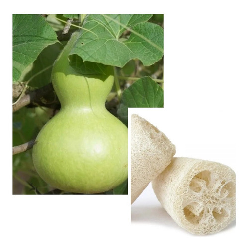 Combo Semillas Planta Mate Calabaza + Esponja Vegetal Luffa