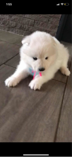 Cachorro Samoyedo