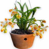 Orquídea Rara Exótica Chysis Liminghei Colecionador Com Vaso