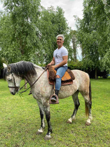 Caballo Tordillo 10 Años Con Papeles No Criollo No Arabe