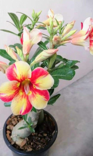 Adenium  Rojo Amarillo  + Biofertilizante De Regalo.