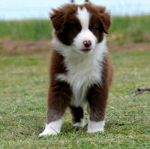 Border Collie