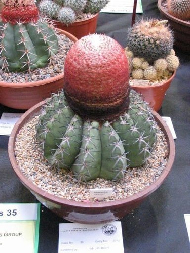 Semillas Cactus -  Melocactus Zehntneri