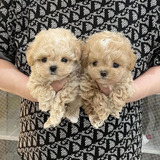 Cachorros Maltipoo Mini 