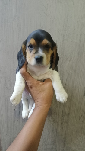 Beagle Cachorros Raza 100% Pura 