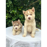 Filhotes De Husky Siberiano - Machos 