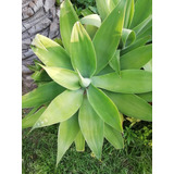 Agave  Attenuata