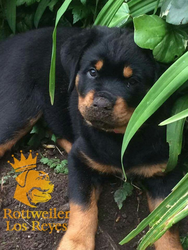 Cachorro Rottweiler 008