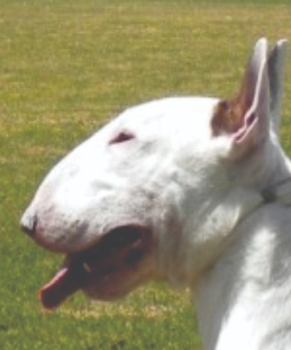 Filhote Bull Terrier - Incrível Downface