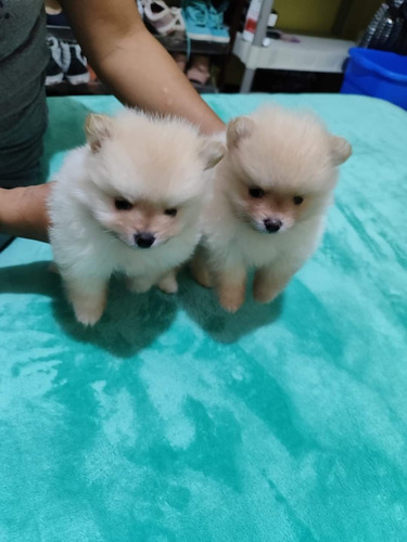 Hermosos Cachorritos Pomerania 