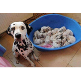 Cachorros Dalmata De Raza Pura