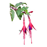 Aljaba Chilco Fuchsia Magellanica Planta Nativa