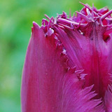 Bulbos Arma Tu Pack:tulipanes Ranunculos Narcis... Valor C/u