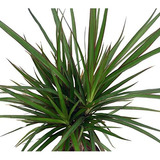 Dracaena Del Madagascar (dracaena Marginata), Maceta De...