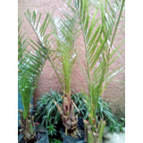 Frutales: Palmera Datilera