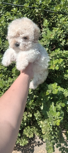 Cachorros Poodle Toys