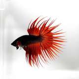 Pez Betta Corona Bicolor