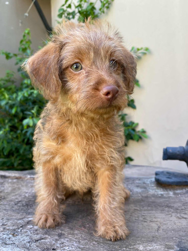 Perrito Pinny-poo Cria Pinscher/ Caniche