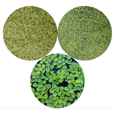 Pack De 3 Plantas Acuaticas Flotantes Lenteja Lemna Salvinia | Envío gratis