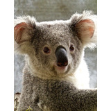 Vinilo Decorativo 20x30cm Koala Fauna Gris Gray Osos M1