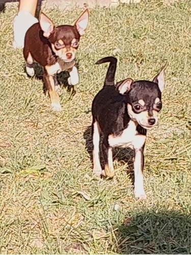 Chihuahua Hembra De 3 Meses