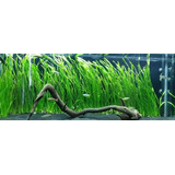 Vallisneria Asiática Comun 3 Plantas 