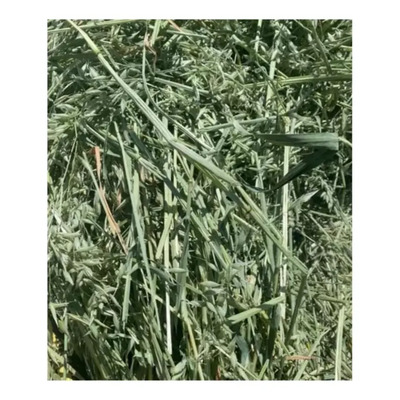 3 Kg Heno De Avena Alimento Para Chinchilla ¡envío Gratis! | Envío gratis