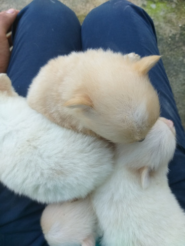 Cachorro Pomerania Hembra Y Macho