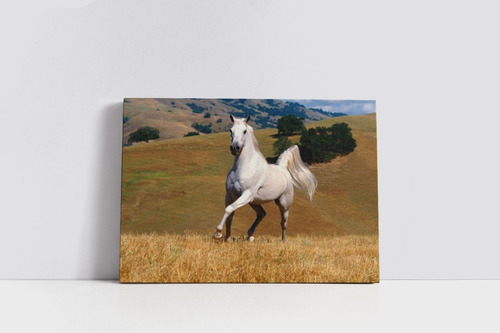 Cuadro En Lienzo Caballo Blanco En La Pradera  50x70cm 