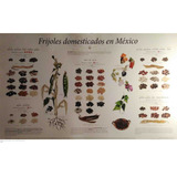 Poster: Frijoles Domesticados En México