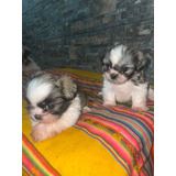 Cachorros Shihtzu