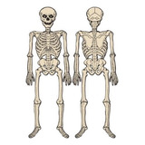 Beistle Jointed Esqueleto, 4-feet 3 Pulgada
