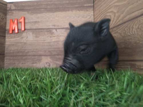 Mini Pig Minipigs Mini Pigs Minipig Macho Negrito 