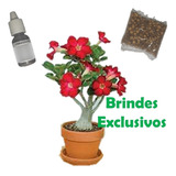 Rosa Do Deserto Simples Muda Adulta + Brindes Exclusivos