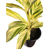 Alpinia Variegada !  Plantas Gigantes ( Alpinia Zerumbet Var