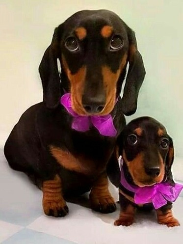 Cachorros Salchichas Minis Dachshund Teckel Negro Fuego