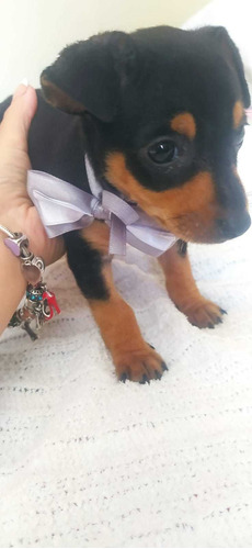 Lindos Filhotes De Pinscher Miniatura A Pronta Entrega 