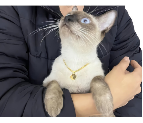 Collar Para Mascota Gato Perro Color Oro Dije Inicial Nombre
