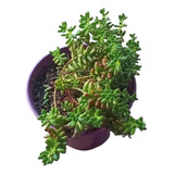 Suculenta Sedum Con Maceta