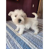 Schnauzer Miniatura Blanca 