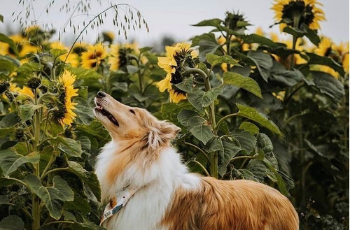 Cachorros Collie Rougth Excelente Linaje             73