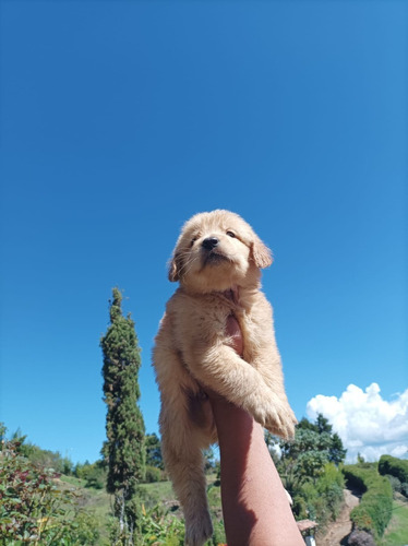 Cachorros Golden Retriever Perros En Venta En Armenia