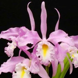 Orquidea Cattleya Maxima Concolor * Pré Adulta *