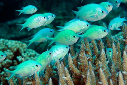 Pez Marino - Chromis Viridis - Chromis